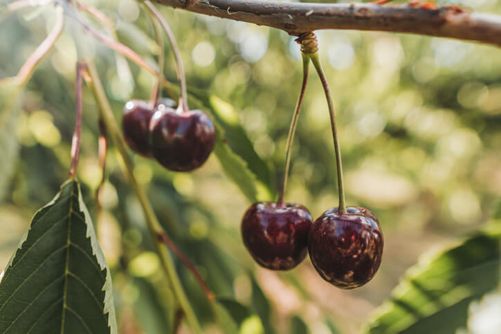 Die Früchte der Vogelkirsche