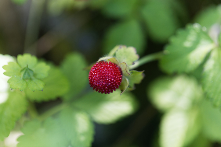 Die Früchte der Waldsteinie