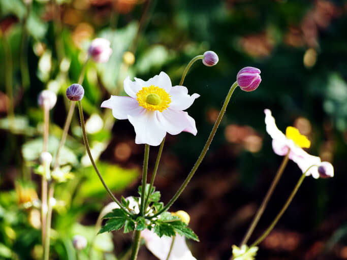 Die Giftigkeit der Herbst-Anemone