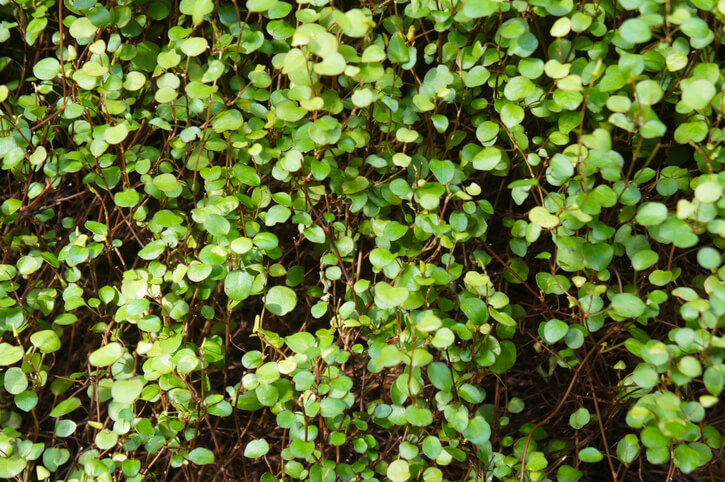 Die Giftigkeit der Mühlenbeckia