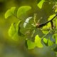 Die Ginkgo Blüte