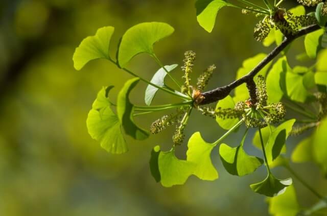 Die Ginkgo Blüte
