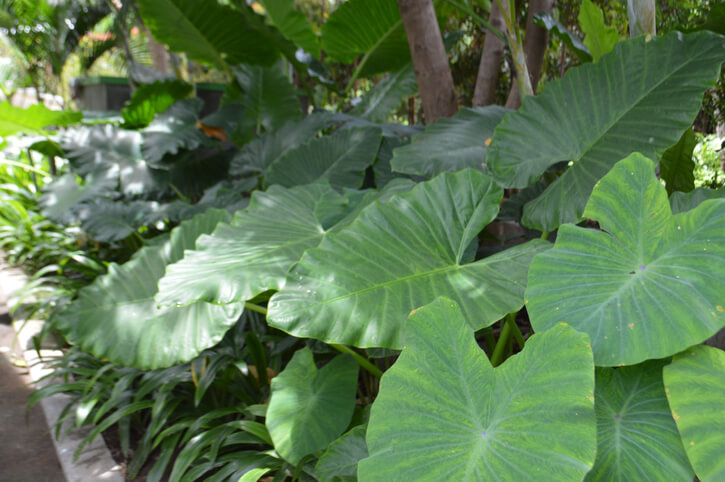 Die Herkunft des Elefantenohrs