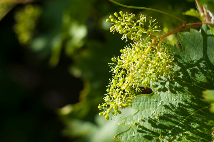 Die Ökologie der Weinreben Blüte