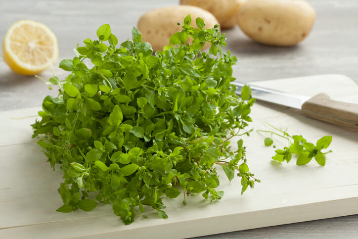 Die Vogelmiere als Küchenkraut