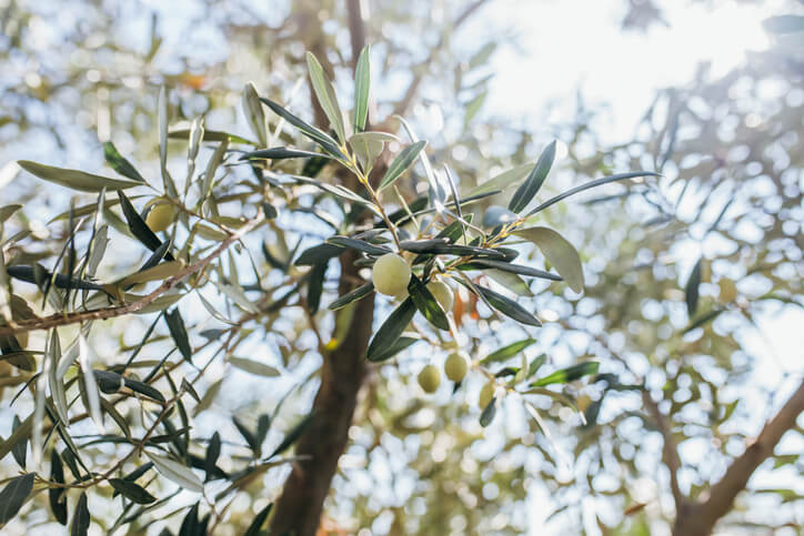Die Wachstumsgeschwindigkeit von Olivenbäumen