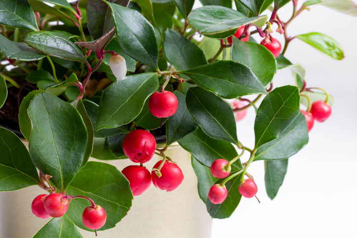 Die Wirkung des Giftes