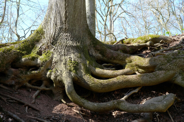 Die Wurzeln der Eiche - notwendige Informationen