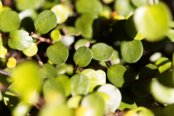 Die beliebtesten Bodendecker