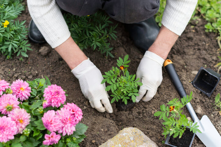 Die beste Zeit zum Pflanzen von Tagetes