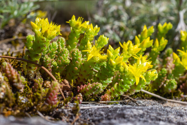 Die besten Bodendecker für den Steingarten