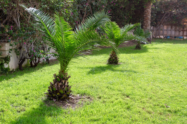 Die bevorzugten Temperaturen der Dattelpalme