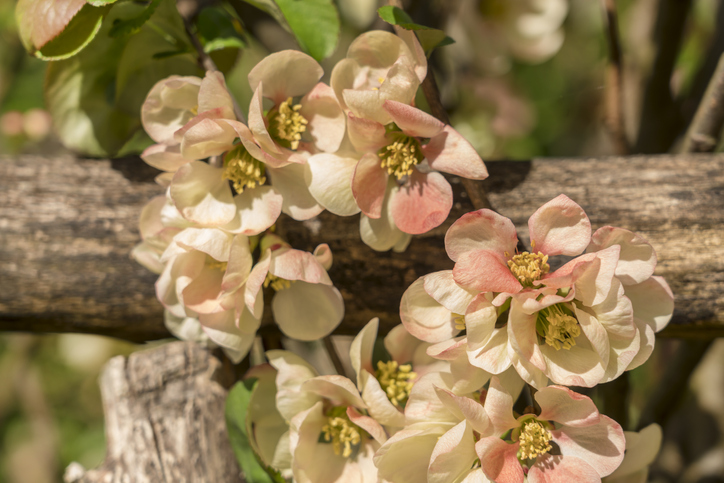 Die erste Blüte
