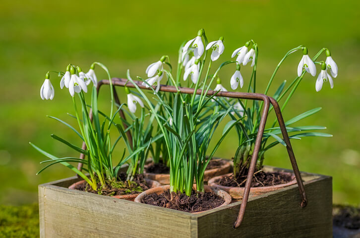 Die ersten Balkonpflanzen