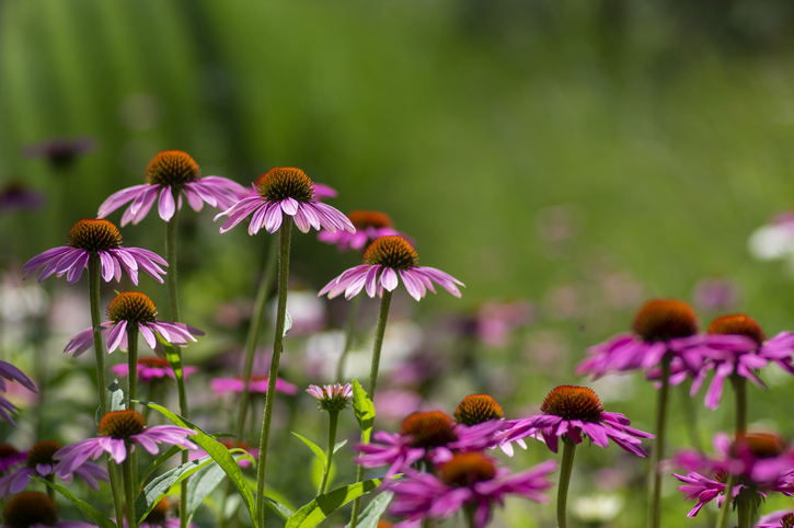 Die ideale Pflanzzeit