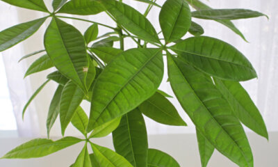 Die optimale Pflege von Pachira Aquatica