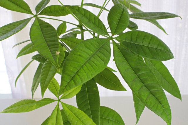 Die optimale Pflege von Pachira Aquatica