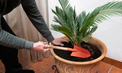 Die richtige Erde für Palmen