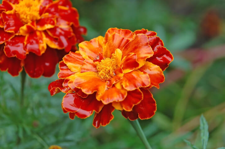 Die richtige Pflege der Tagetes im Winterquartier