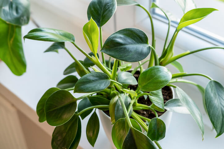 Die richtige Pflege von Philodendron