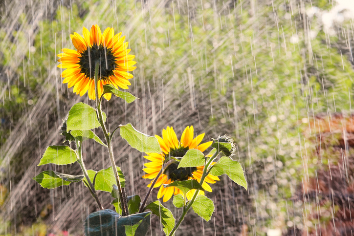 Die richtige Wassermenge für Sonnenblumen