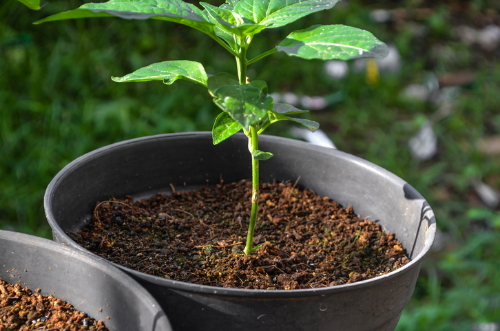 Die richtige Wassermenge für die jeweilige Wuchsphase