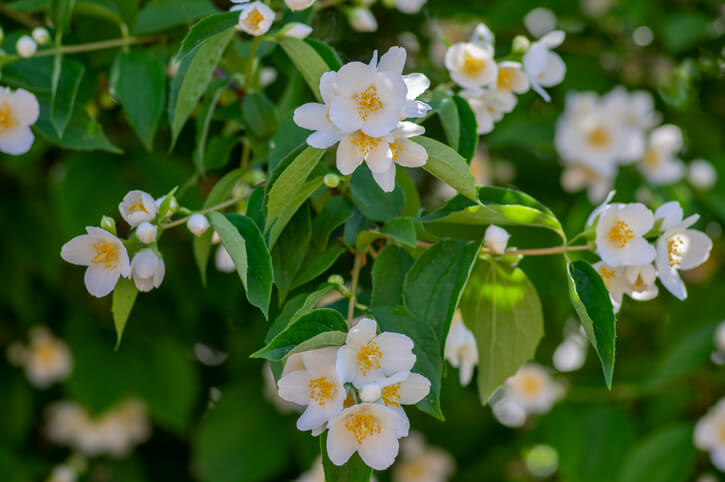 Die toxische Dosis des Europäischen Pfeifenstrauches (Philadelphus coronarius)