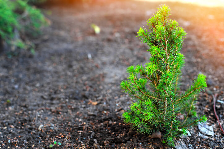 Die weitere Pflege eines Fichten-Setzlings