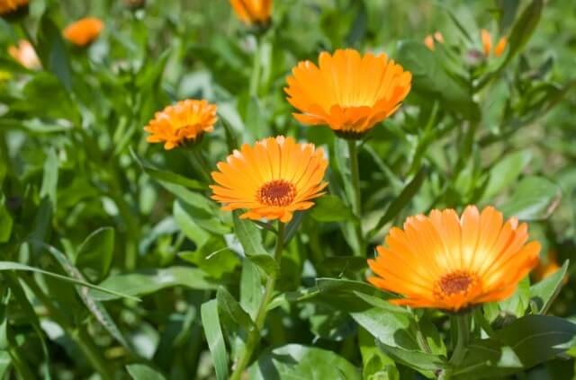 Diesen Standort bevorzugt die Ringelblume