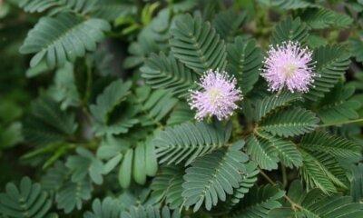 Diesen Standort lieben Mimosen