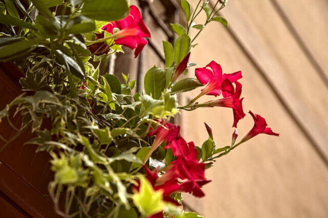 Dipladenia als Ampelpflanze