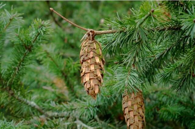 Douglasie - giftig oder nicht