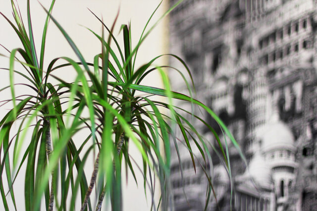 Drachenbaum (Dracaena) - wie giftig ist er
