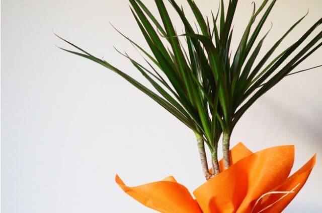 Drachenbaum - Erde oder Granulat