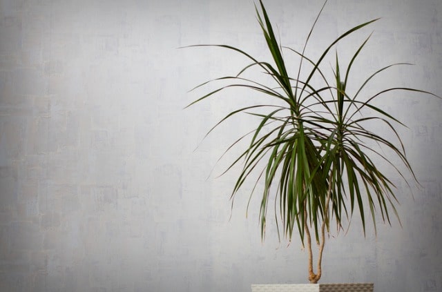 Drachenbaum - Erkennung und Behandlung von Krankheiten