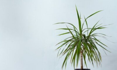 Drachenbaum Wachstum - Informationen zur Pflege