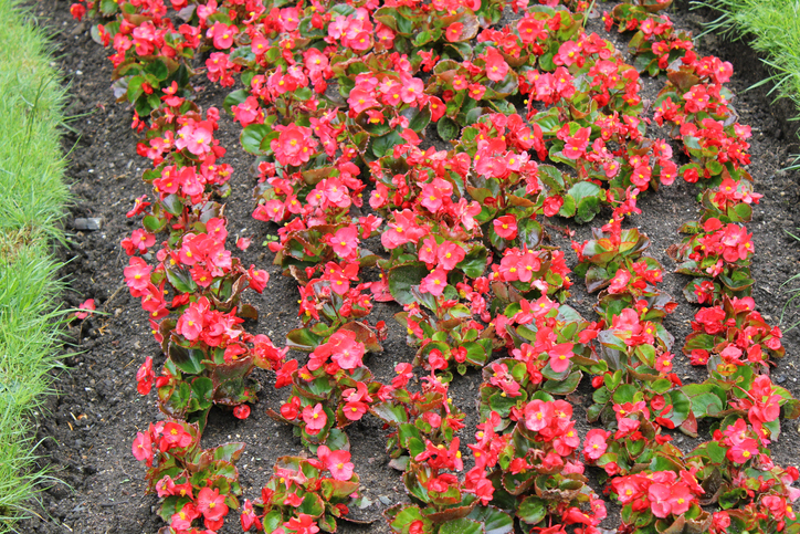 Düngen von Eisbegonien