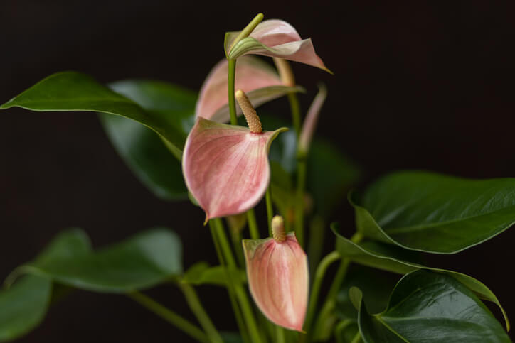 Düngergaben während der Blütezeit
