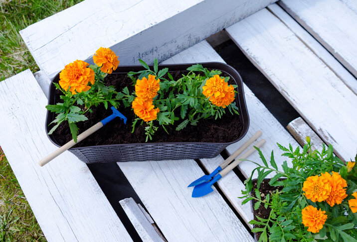 Düngung von Tagetes