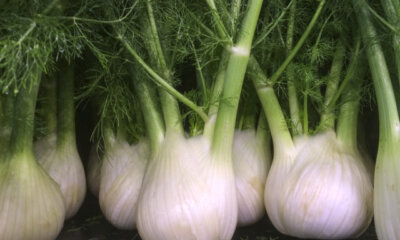 Dürfen Hunde Fenchel fressen