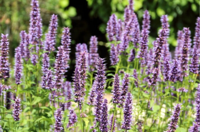 Duftnesseln (Agastache) - winterharte und frostempfindliche Sorten