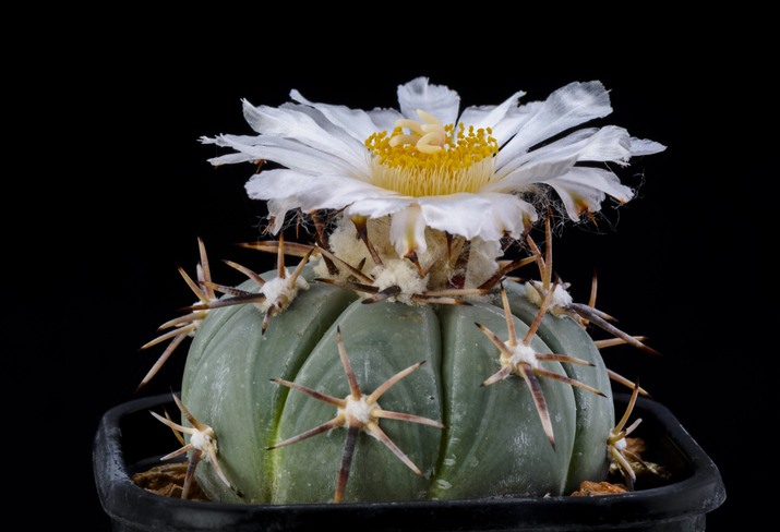 Echinocactus horizonthalonius