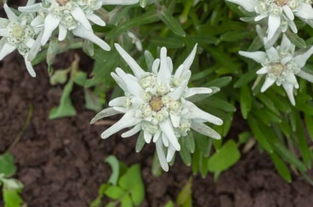 Edelweiß - Standort und Pflege