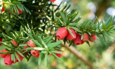 Eibe (Taxus) - Ursachen und Maßnahmen bei einem Nadelverlust