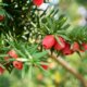 Eibe (Taxus) - Ursachen und Maßnahmen bei einem Nadelverlust