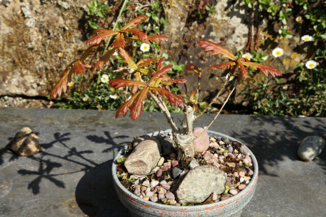 Eiche als Bonsai erziehen