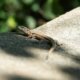 Eidechsen - so lockt man die Tierchen in den Garten!