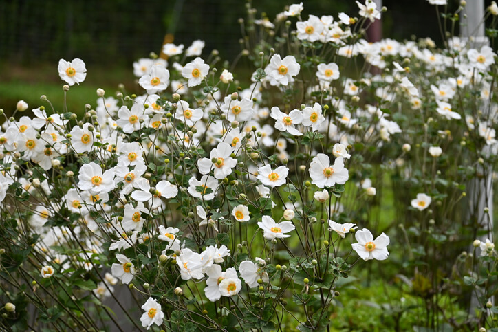 Eigenschaften von Herbst-Anemonen