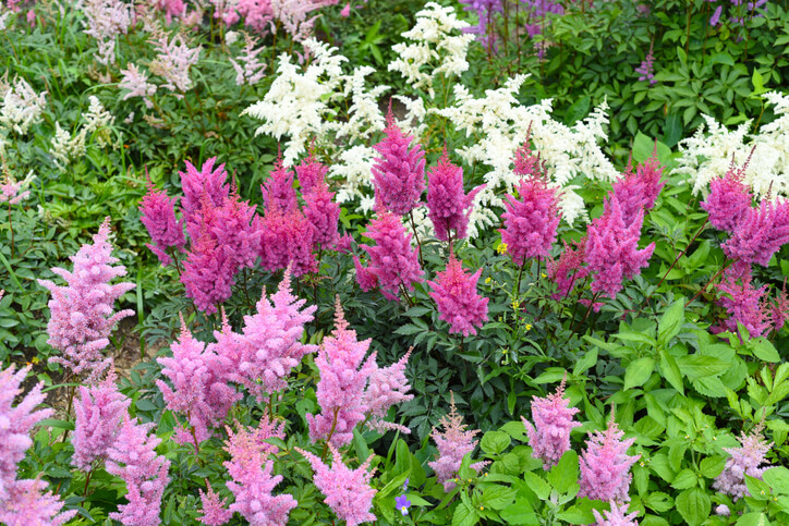 Ein bunt blühender Garten
