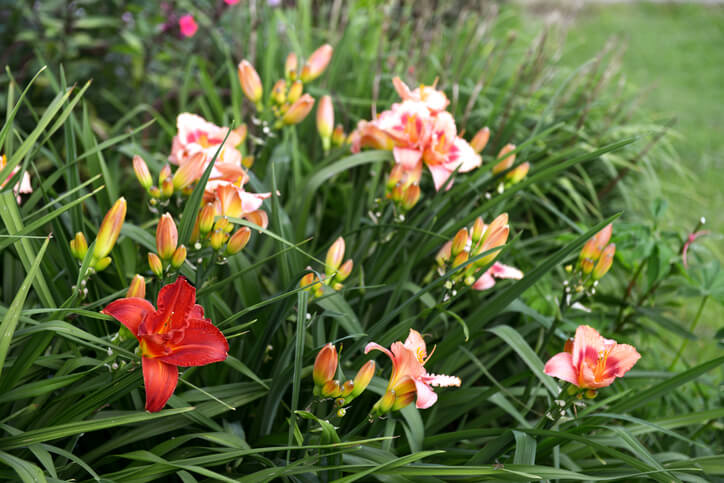 Eine Schönheit für kurze und doch lange Zeit